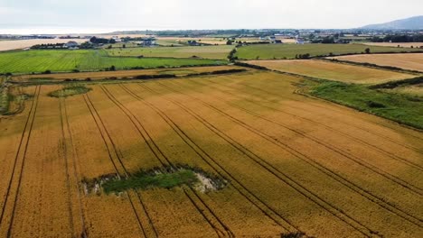 Vista-Aérea-De-Un-Cultivo-De-Cebada-De-Invierno-En-Un-Campo-Bajo-El-Estrés-De-Los-Parches-Húmedos-Que-Están-Mal-Drenados-En-Irlanda