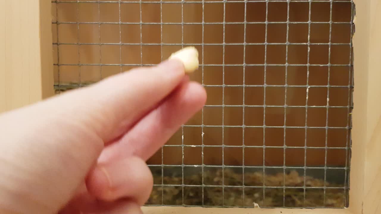 백인 여성이 그에게 건네준 요구르트 간식을 먹고 나무 우리에 있는 귀여운 성인 애완용 친칠라