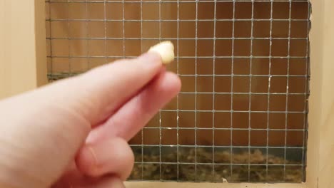 cute adult pet chinchilla in a wooden cage, eating a yoghurt treat handed to him by a caucasian woman