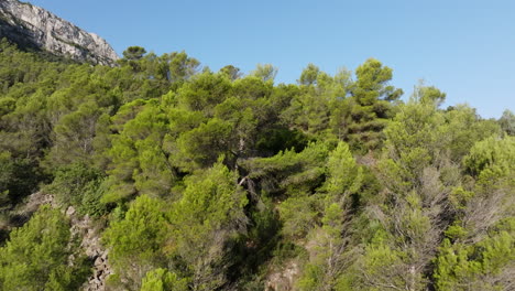 mountain forest landscape