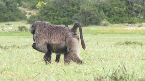 An-infant-baboon-rests-on-it's-mothers-back-while-she-forages-with-a-large-male