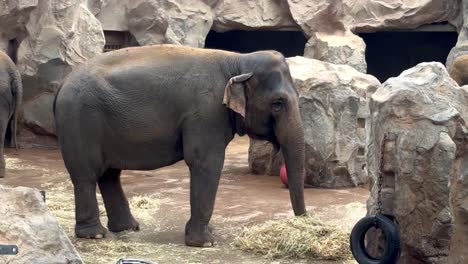 medium shot of happy young elephant eating straw and hay inside zoo area, close up slow motion