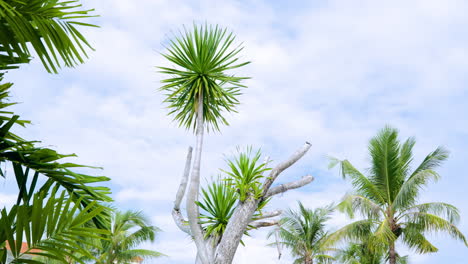 tropical nature with cabbage tree on clear summer sky in mactan island, cebu, philippines