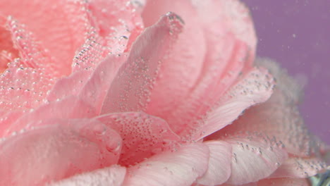 rosa con burbujas