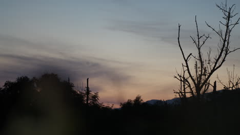 sunset over forest, dark silhouetted trees and branches, red and blue sky with clouds