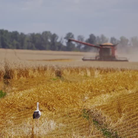 Modern combine harvester in action