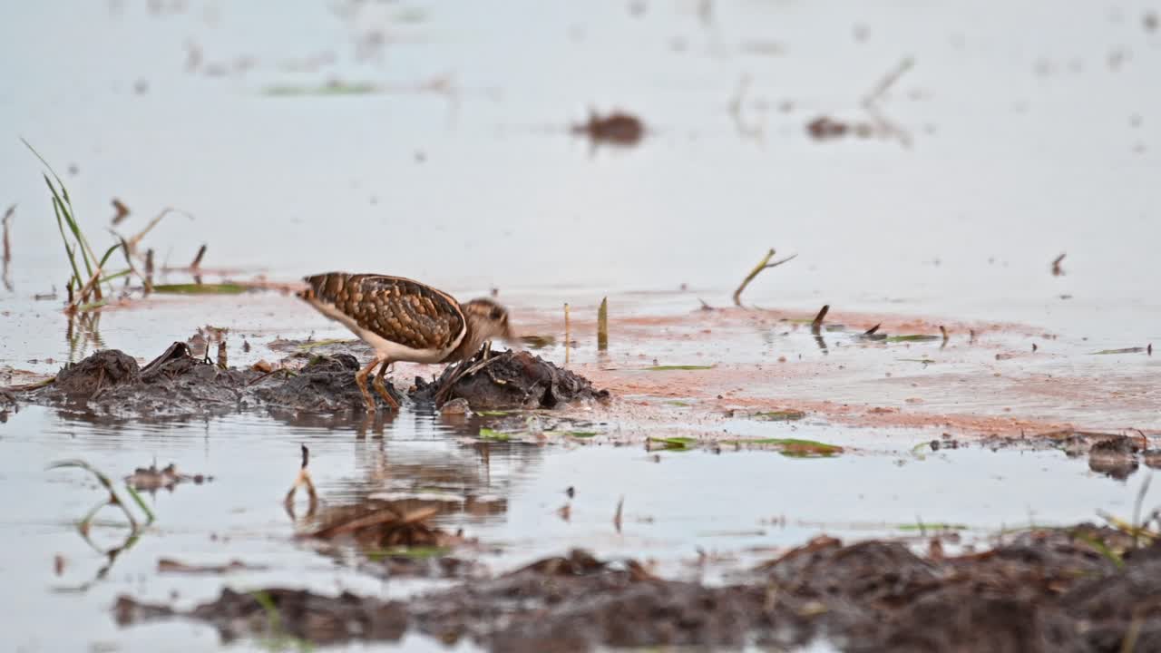 더 큰 그린 도요새, rostratula benghalensis, 태국