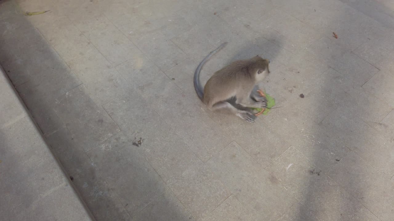 Filming Monkey how playing with leaf. Monkey acting to clean floor in Sacred Monkey Forest Sanctuary in Bali Indonesia. Ubud exotic forest with macaca in park zoo with wild life