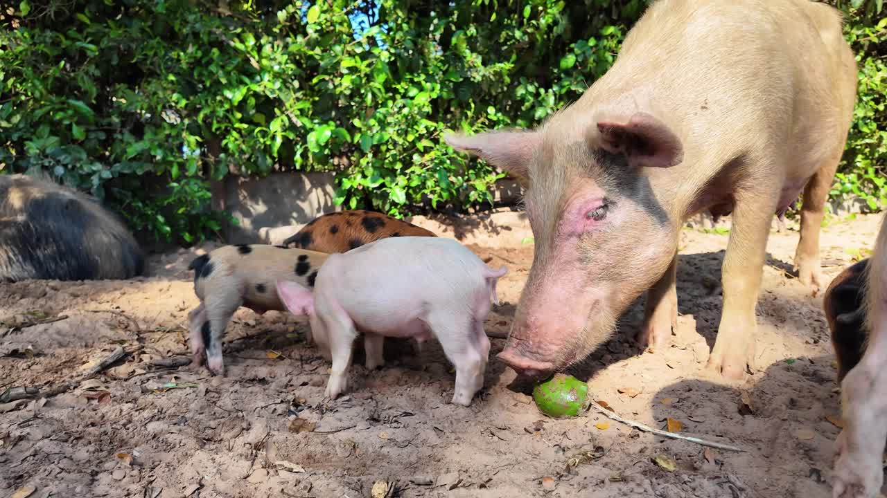 Close-up of a pig family playfully fighting over a mango on a sunny farm