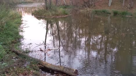 small forest creek flowing into pond