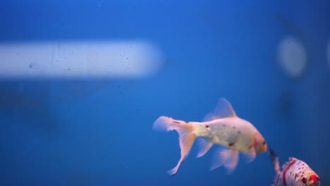 shubunkin goldfish swimming together in new fresh water aquarium tank while man walks in front of tank