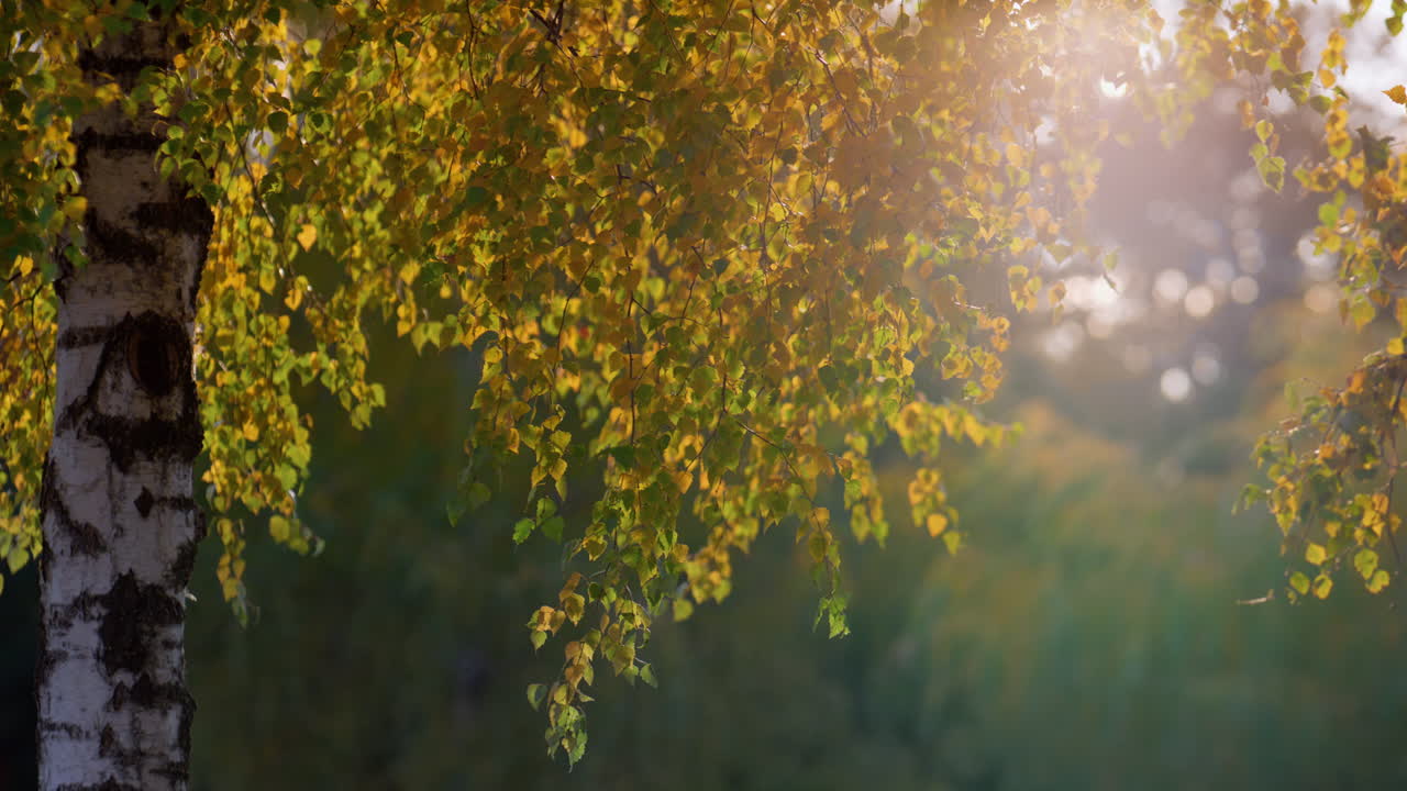 березовая листья освещали золотой солнечный свет осенним вечером. пейзаж спокойный лес.