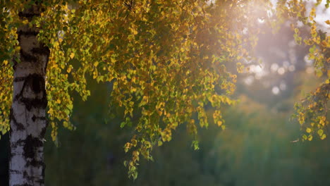 Birkenlaub-Beleuchtet-Goldenes-Sonnenlicht-Herbstabend.-Landschaft-Ruhiger-Wald.