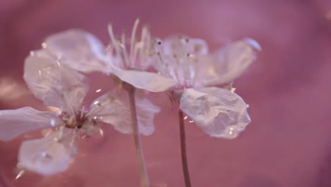 flor de cerezo flotando en el agua