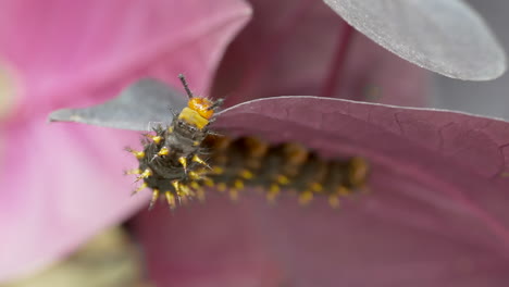 Wilde-Raupe-Klettert-Bei-Sonnenlicht-Um-Lila-Blätter-In-Der-Natur,-Makro