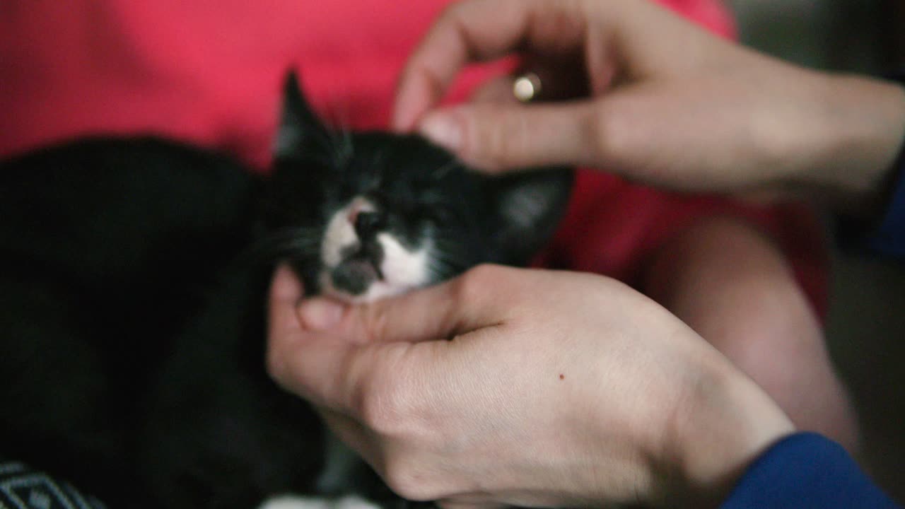 어린 검은 고양이는 무릎에 앉아 주인의 포옹과 뇌졸중을 즐기고 있습니다.