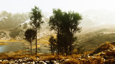 Pine-trees-and-Huangshan-mountains-in-China