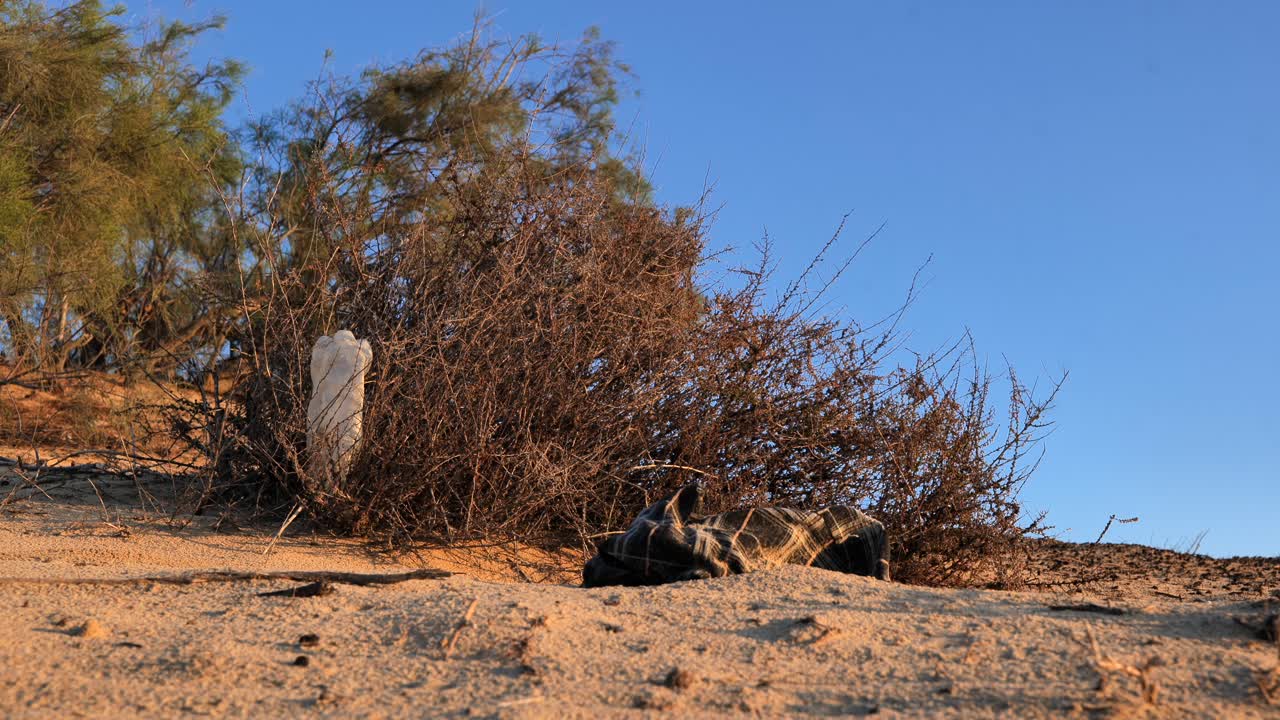 Environmental pollution - plastic waste and fast fashion waste stuck in desert