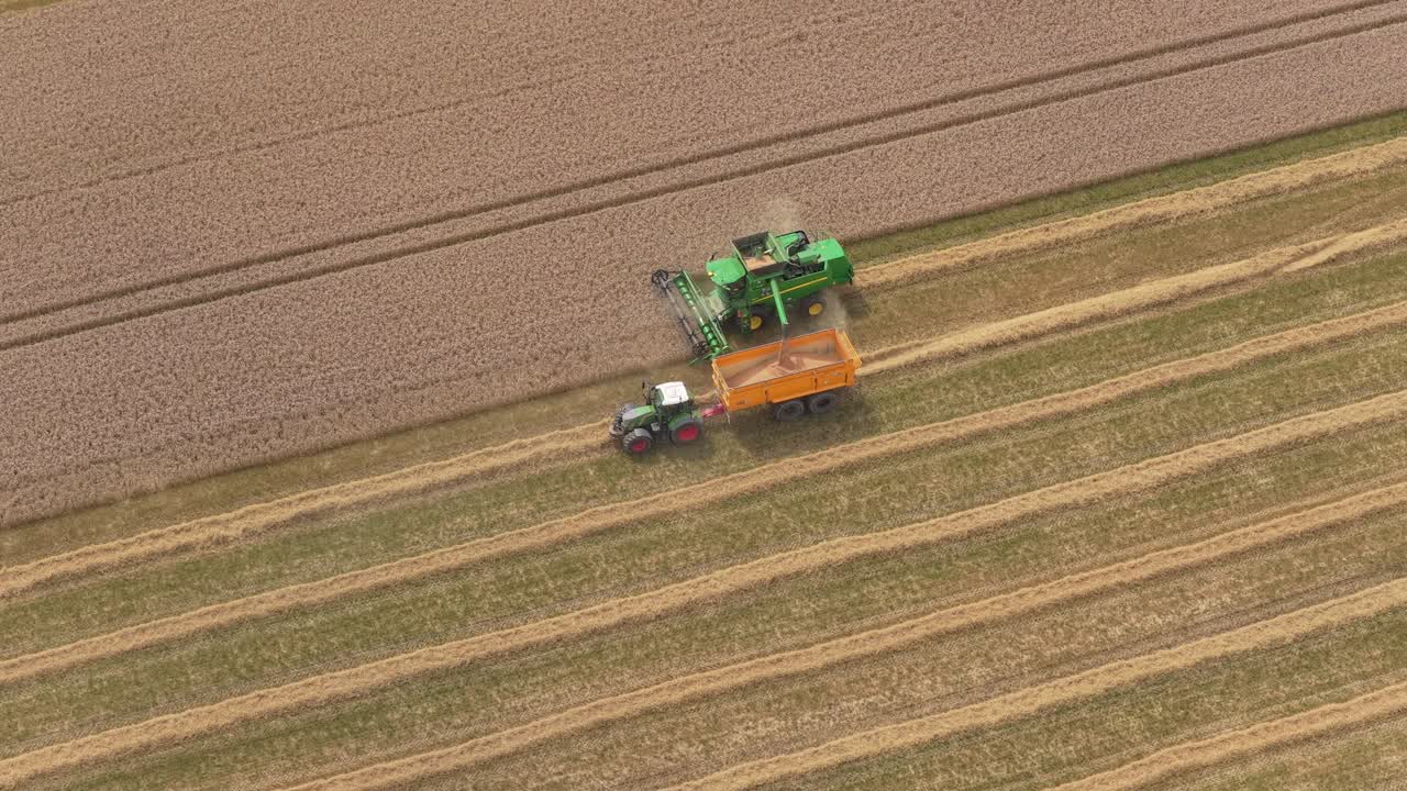 Mietitrebbia che taglia grano dorato su un terreno agricolo pianeggiante, Paesi Bassi