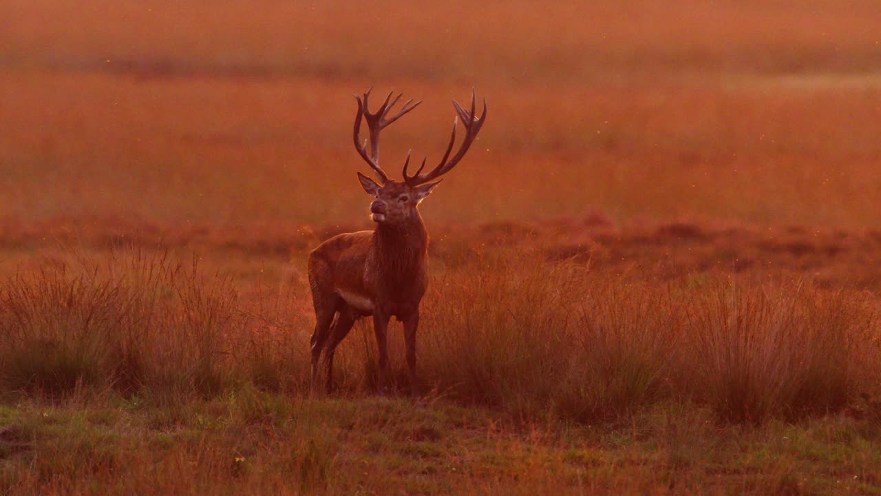 ciervo rojo en el campo de amanecer o puesta de sol