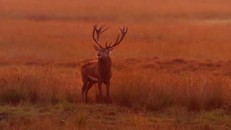 red deer stag in sunrise/sunset field