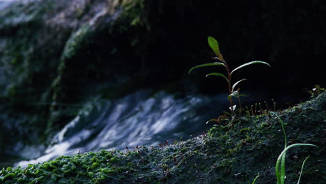 Primer-Plano-De-Una-Pequeña-Plántula-De-Planta-Verde-Sobre-Una-Roca-Con-Agua-Que-Fluye-Detrás