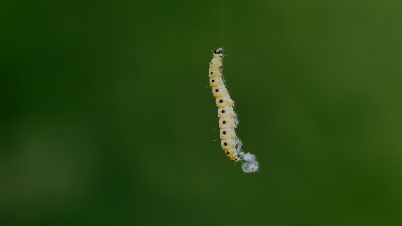 una oruga trepa por su hilo de seda