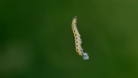 a caterpillar climbs up her silk thread