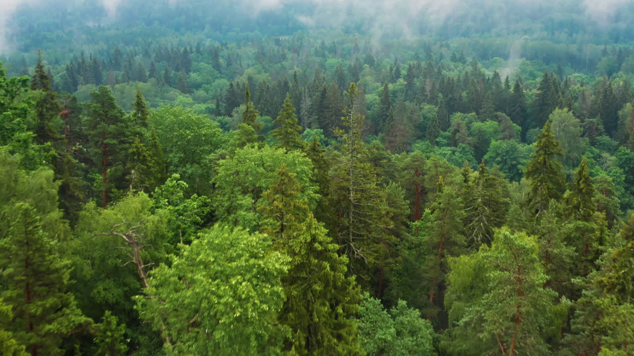 Nuvole basse su foresta di montagna e fiume, paesaggio naturale aereo in 4K