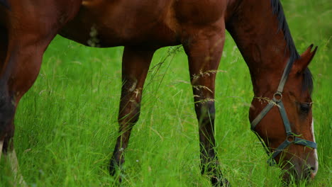 Weidendes-Braunes-Pferd-Auf-Dem-Gras-An-Einem-Sonnigen-Tag