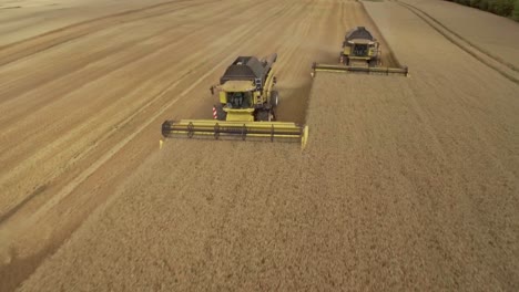 drone flying over three combine harvesters collecting golden wheat during harvest season