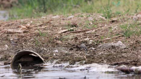 White-Wagtail-Searching-Food-On-The-Lake-Shore---wide