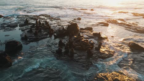 Seelöwen,-Die-Bei-Sonnenaufgang-Auf-Felsen-In-Der-Nähe-Des-Wassers-Ruhen