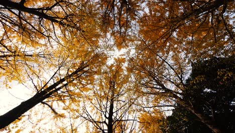 low angle view of golden ginkgo biloba trees in sunny autumn day, rotate shot, 4k b roll loopable footage, autumn concept.