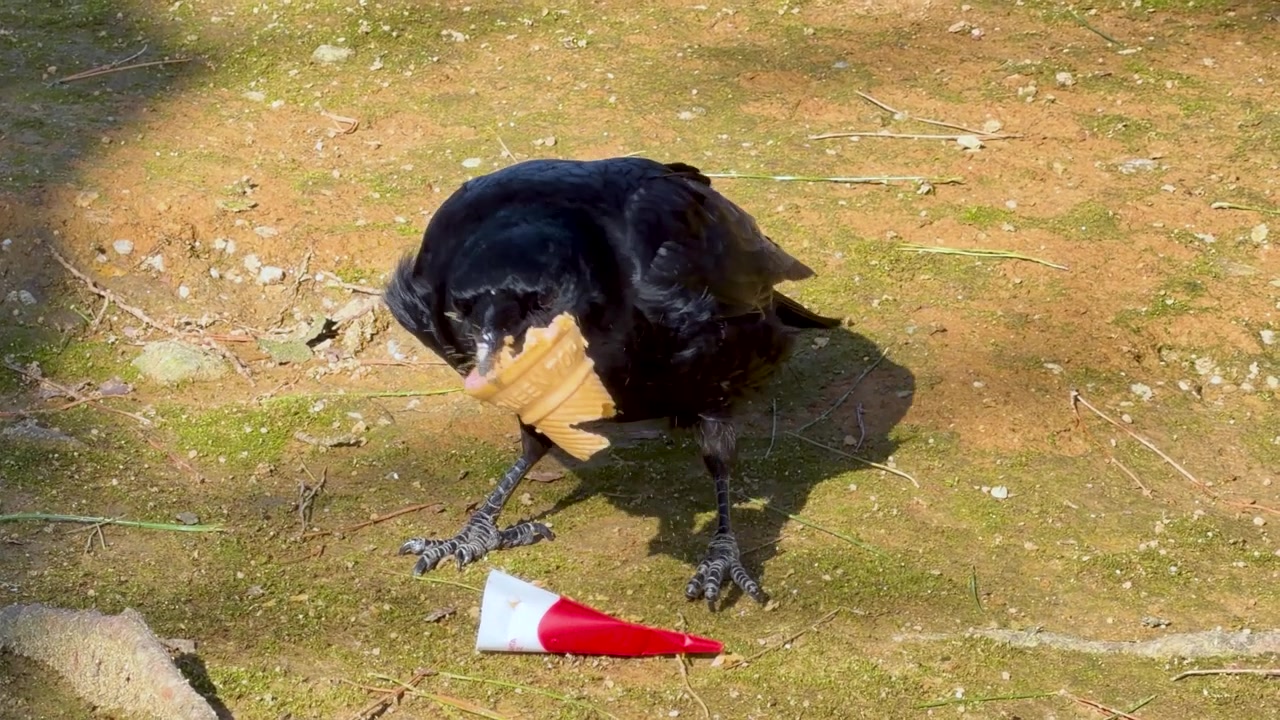 Um corvo preto bica um cone de sorvete descartado e lixo em solo de terra.