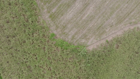 Top-down-aerial-reveal-of-sugar-cane-fields-and-forests-in-the-rural-southern-part-of-the-Valle-de-Cauca-in-Colombia