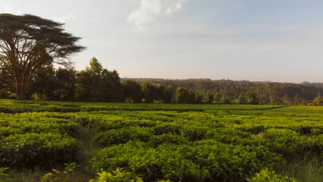 sunset at the tea fields near nairobi, kenya