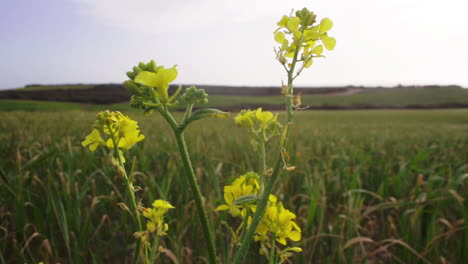 single rape flower on grass background, sardinia landscape