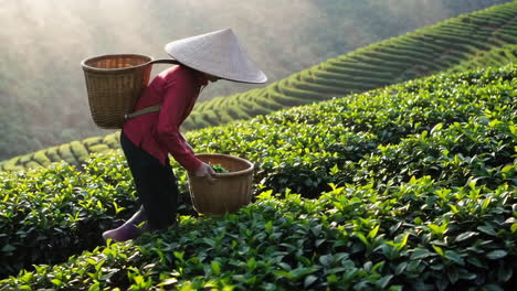 tea picker on a lush hillside tea plantation