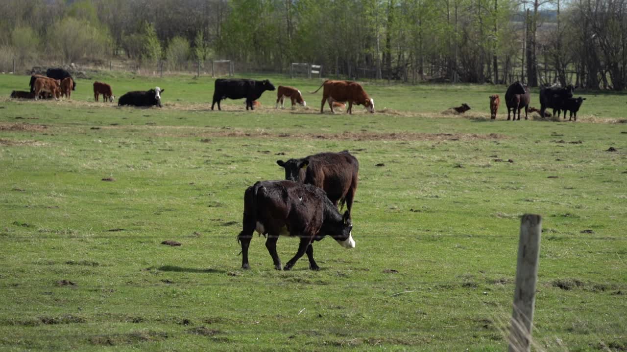 vacas caminando y comiendo desde el pasto en canadá en cámara lenta