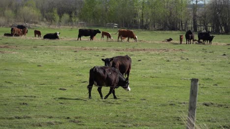 Cows-walking-and-eating-from-pasture-in-Canada-in-slow-motion