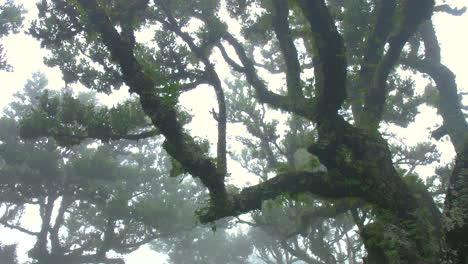 fairy tree forest wood of fanal madeira close up fog mist cloudy moss mysterious fantasy rainy horror