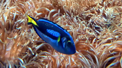 blue and yellow fish in a coral reef