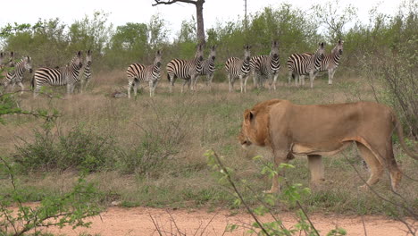 A-male-lion-walks-past-a-wary-herd-of-zebras-in-the-savannah-of-a-game-reserve