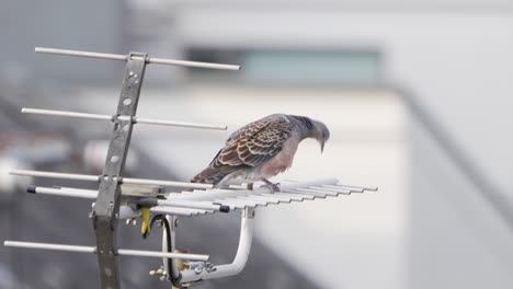 oriental turtle dove perching on an antenna while grooming itself