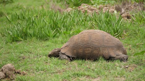 brown tortoise eats green grass inching along in south africa, profile wide shot