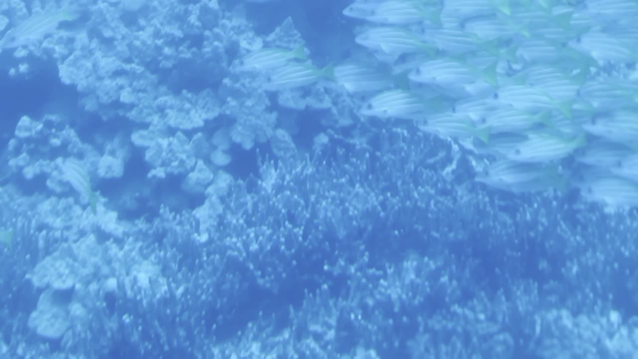 Cinematic dolly shot through a submarine porthole of a school of fish swimming along the ocean floor off the coast of the Big Island of Hawai'i