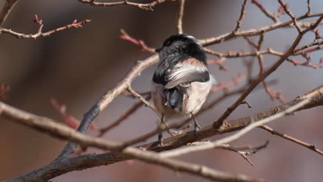 Bushtit-De-Cola-Larga-Adulto-O-Primer-Plano-De-Tit-De-Pie-En-La-Rama-De-Un-árbol