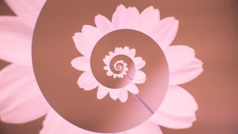 abstract spiral flower