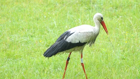 storch steht auf grünem gras in einer sonnigen wiese